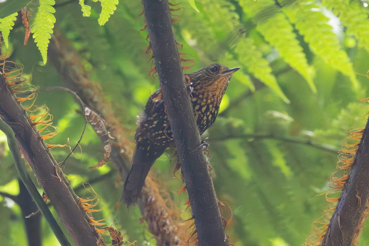 Spotted Barbtail - ML646766912