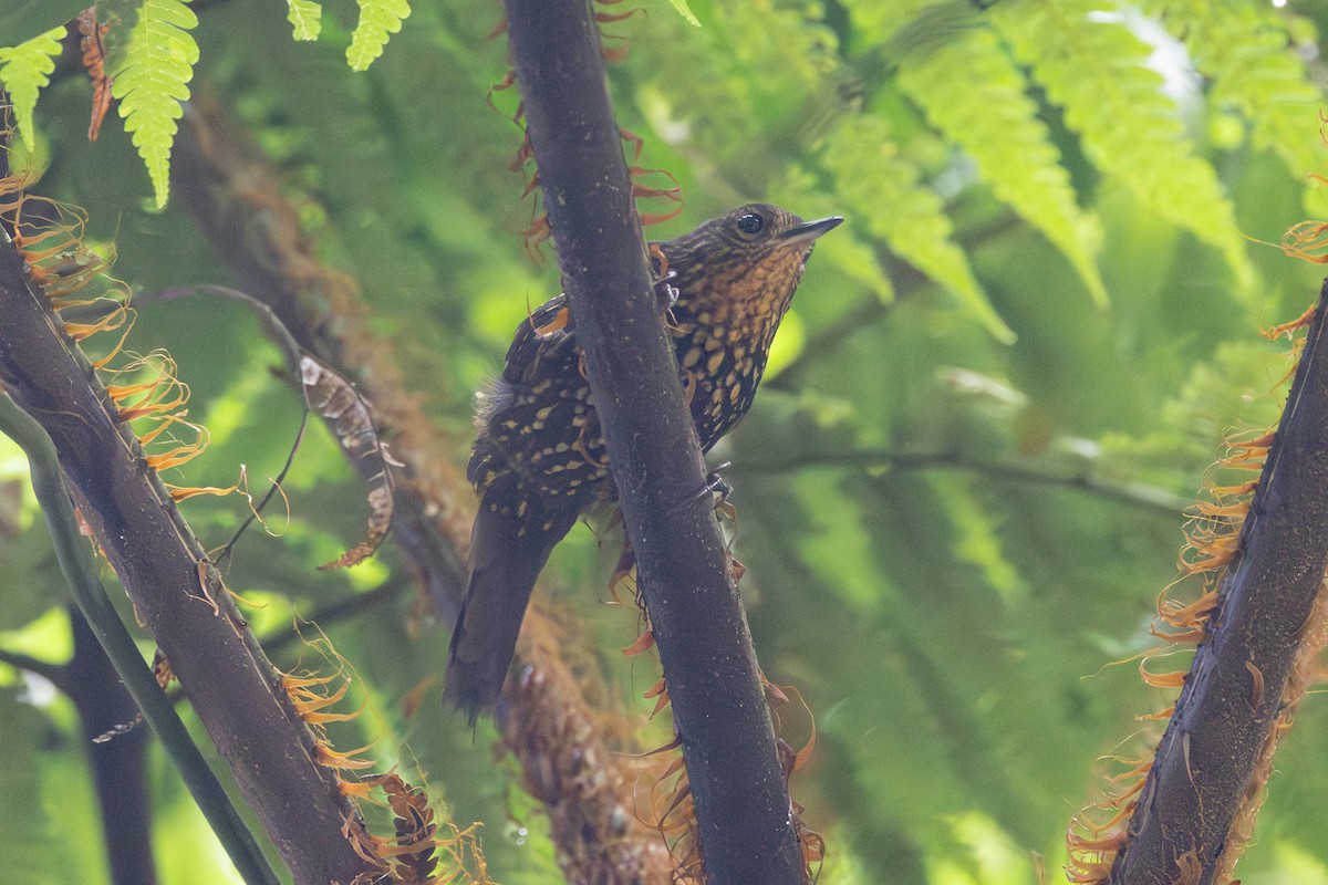 Spotted Barbtail - ML646766913