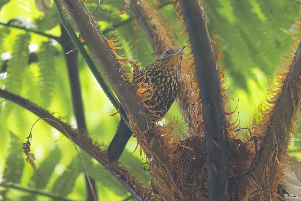 Spotted Barbtail - ML646766914