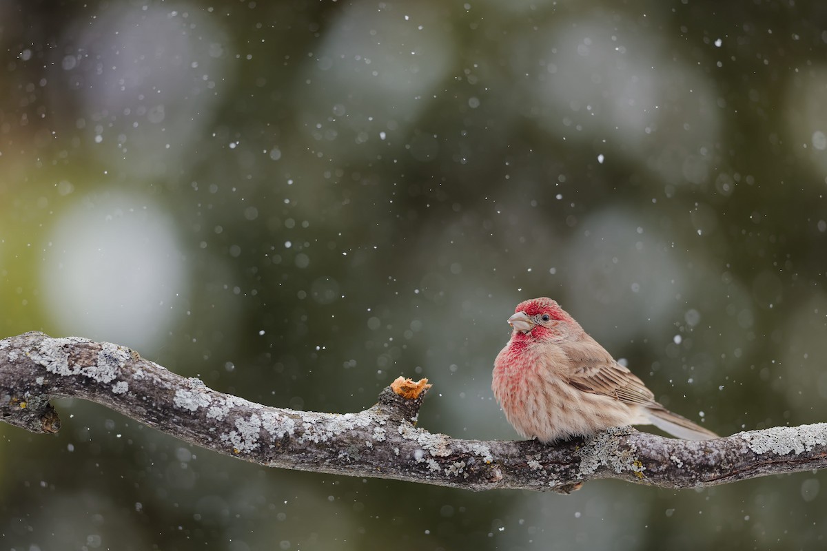 House Finch - ML646766915