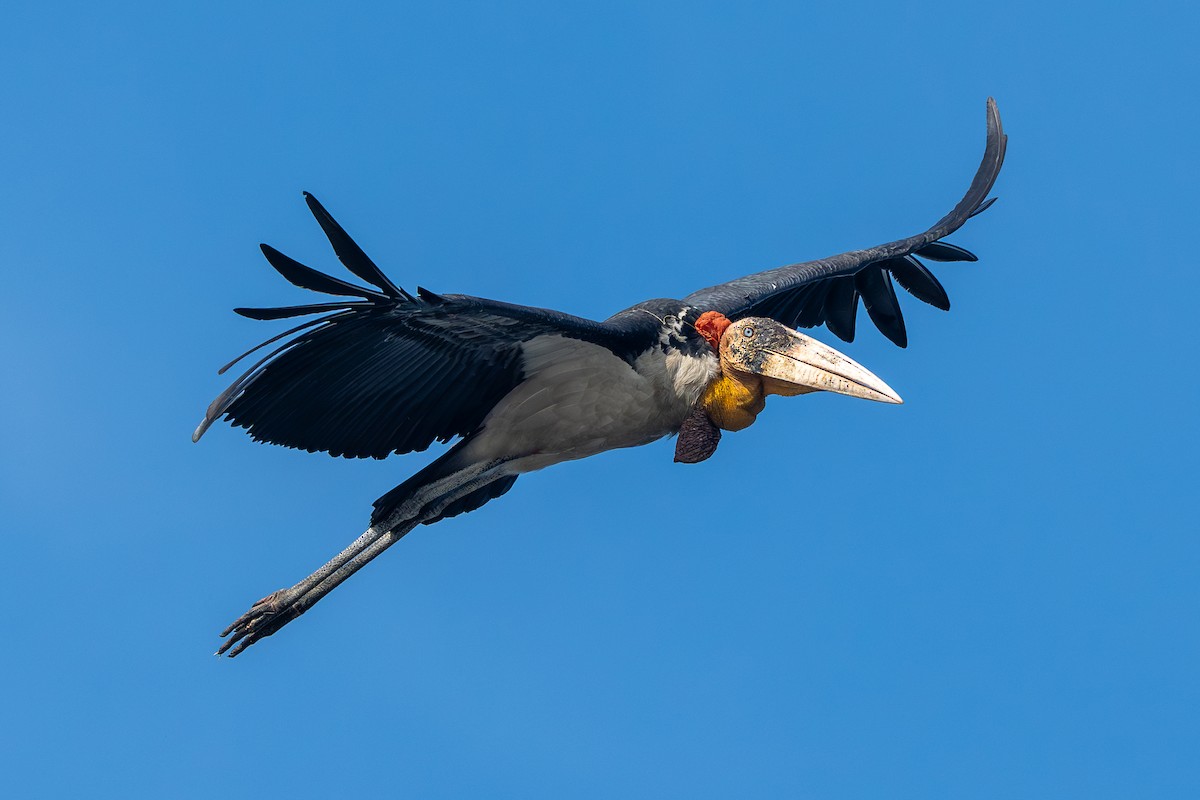 Индийский марабу - ML646766916