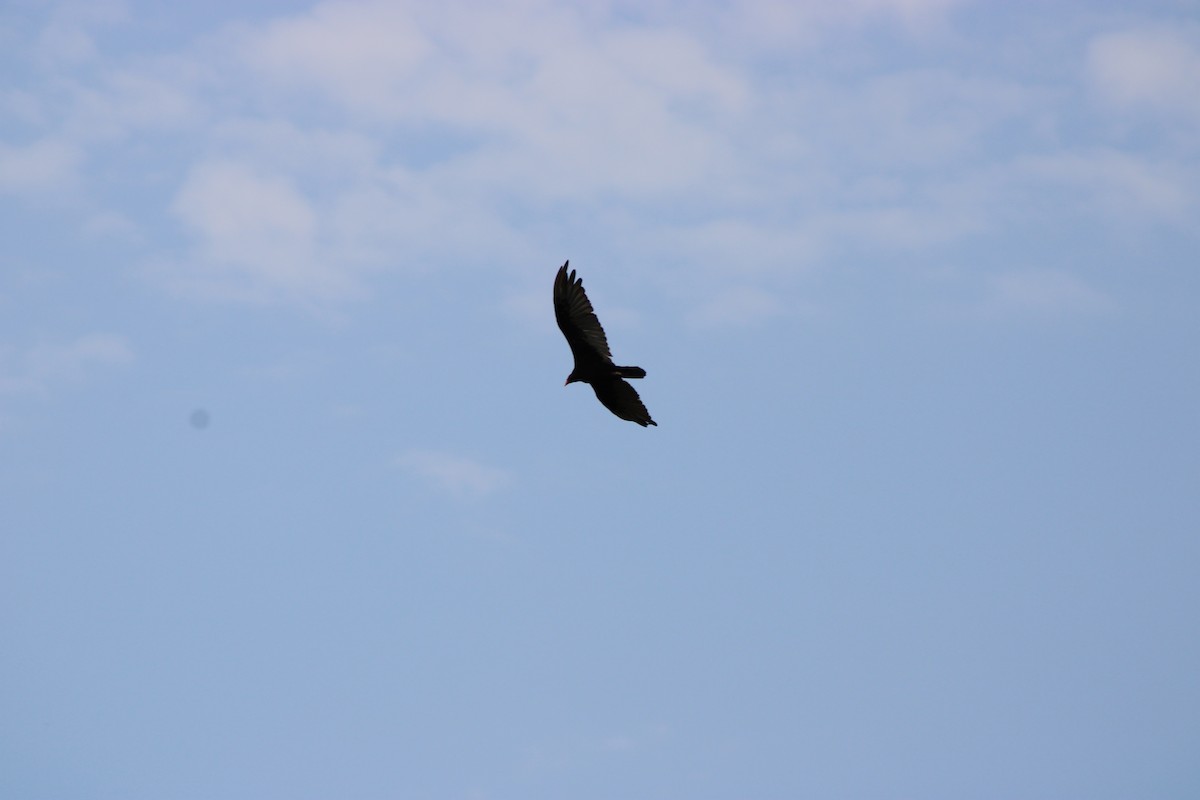 Turkey Vulture - ML646766917