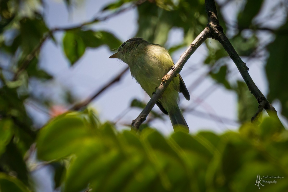 キバラメジロハエトリ - ML646766918