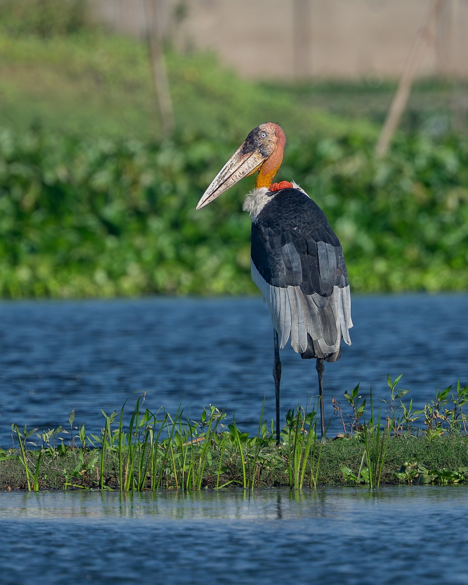 Индийский марабу - ML646766921