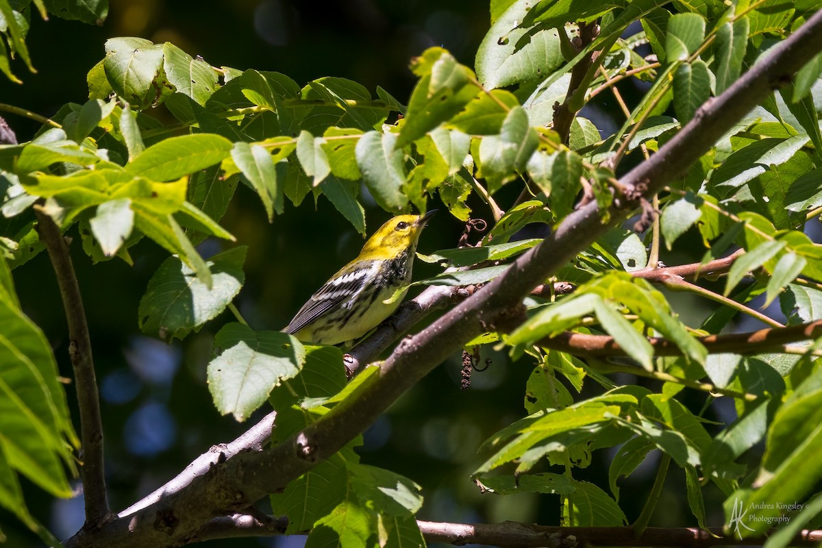Black-throated Green Warbler - ML646766929