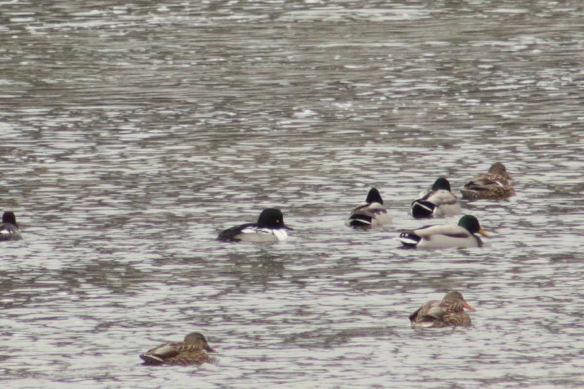 雑種 ホオジロガモ ｘ オウギアイサ - ML646766931