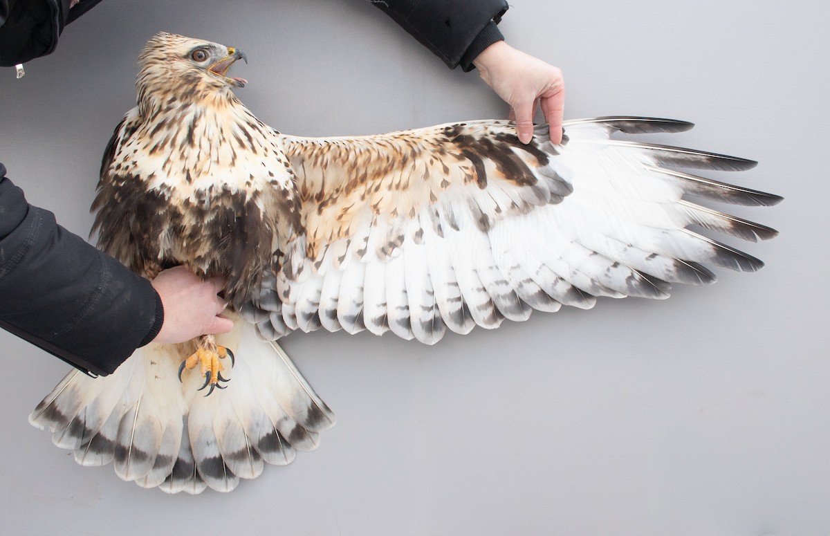 Paçalı Şahin - ML646766934