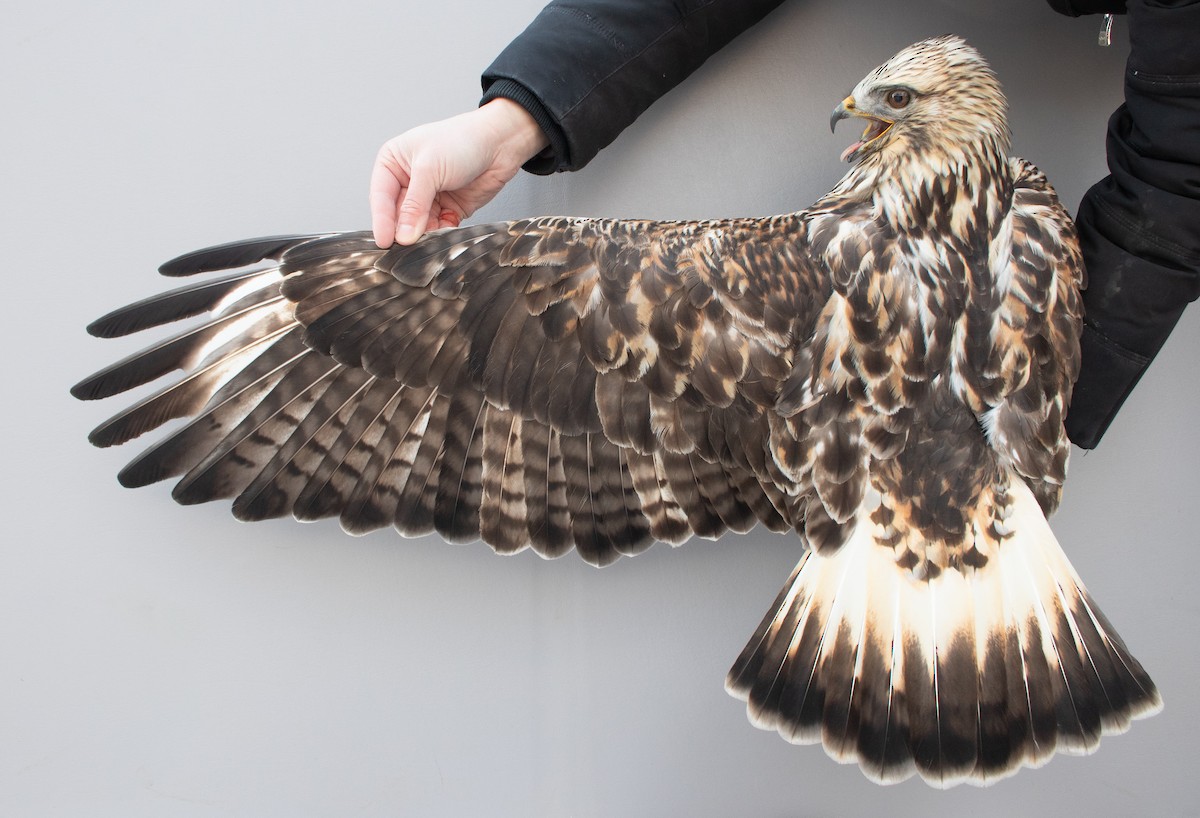 Paçalı Şahin - ML646766935