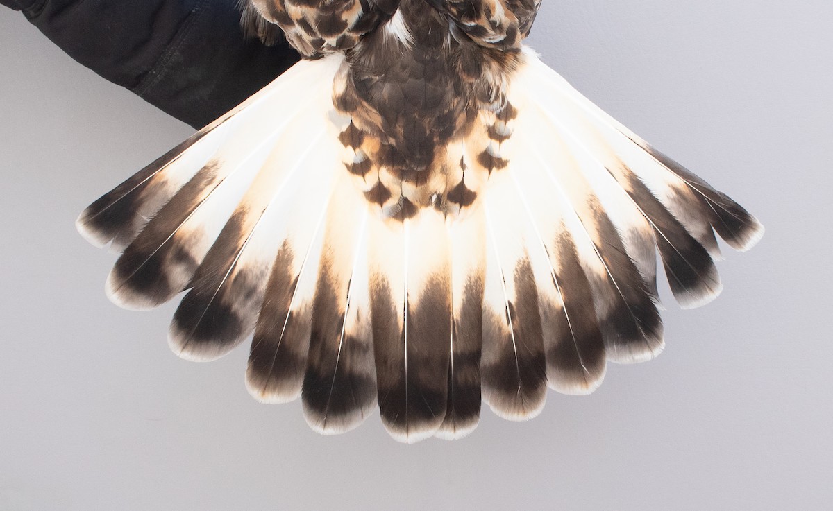 Paçalı Şahin - ML646766937