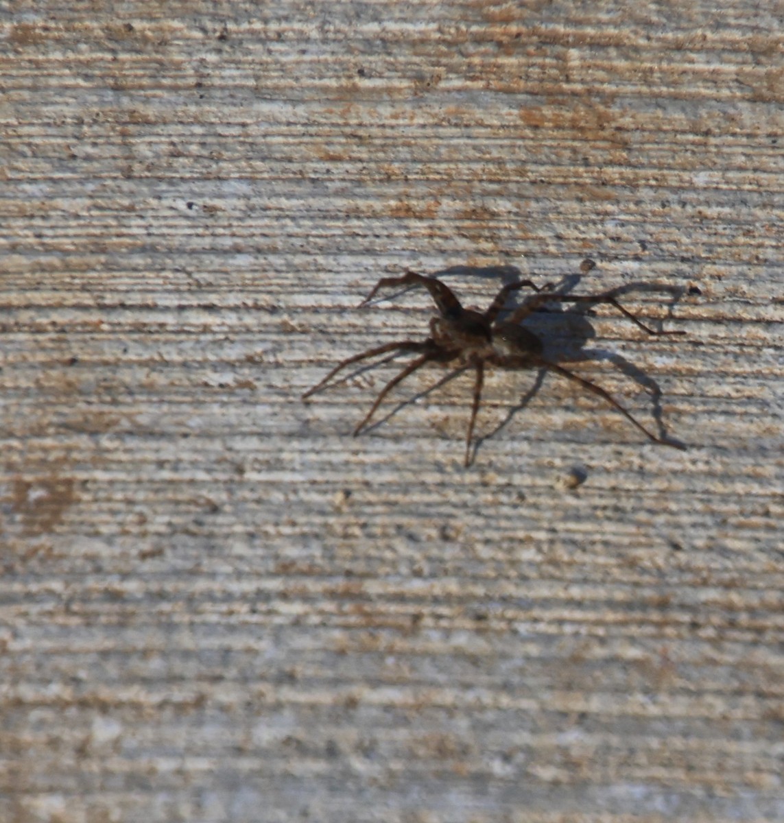 Southern House Spider - ML646766939