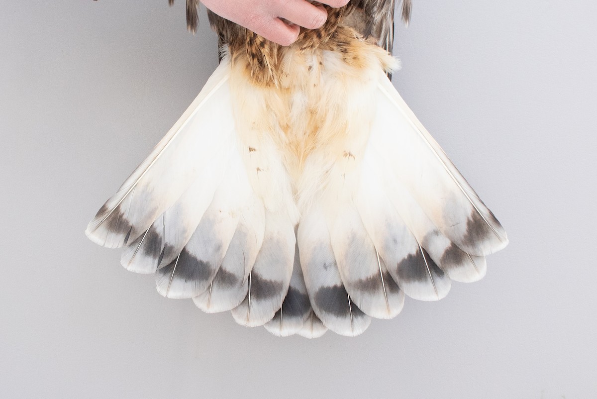 Paçalı Şahin - ML646766940