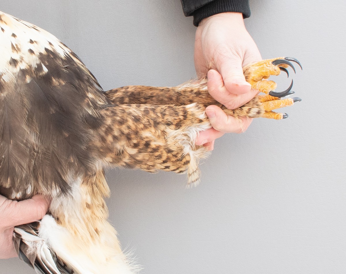 Paçalı Şahin - ML646766942