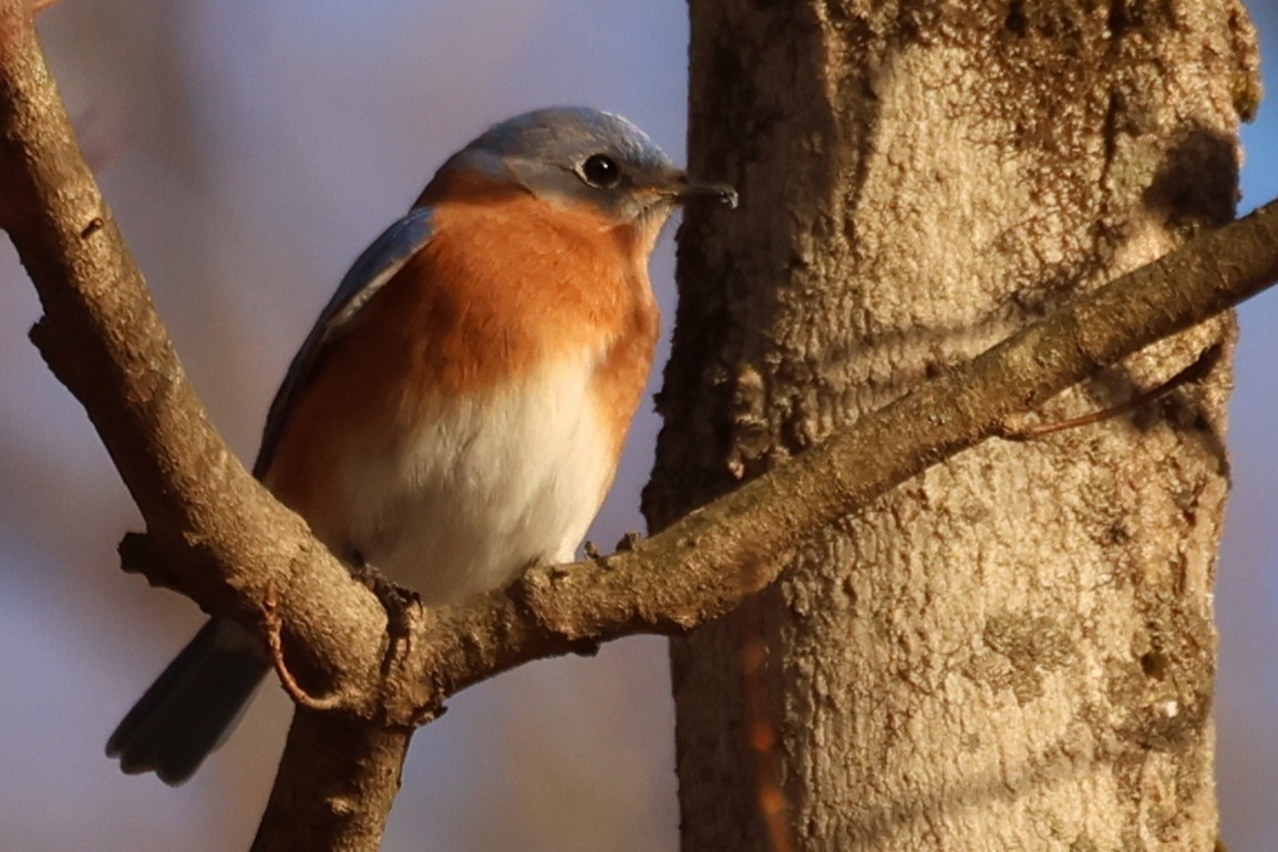 Eastern Bluebird - ML646766943