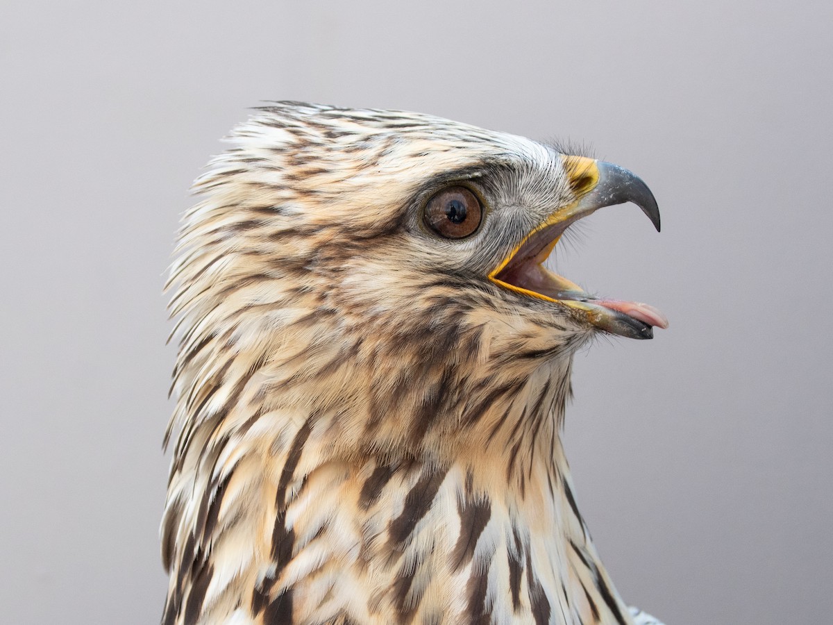 Paçalı Şahin - ML646766951