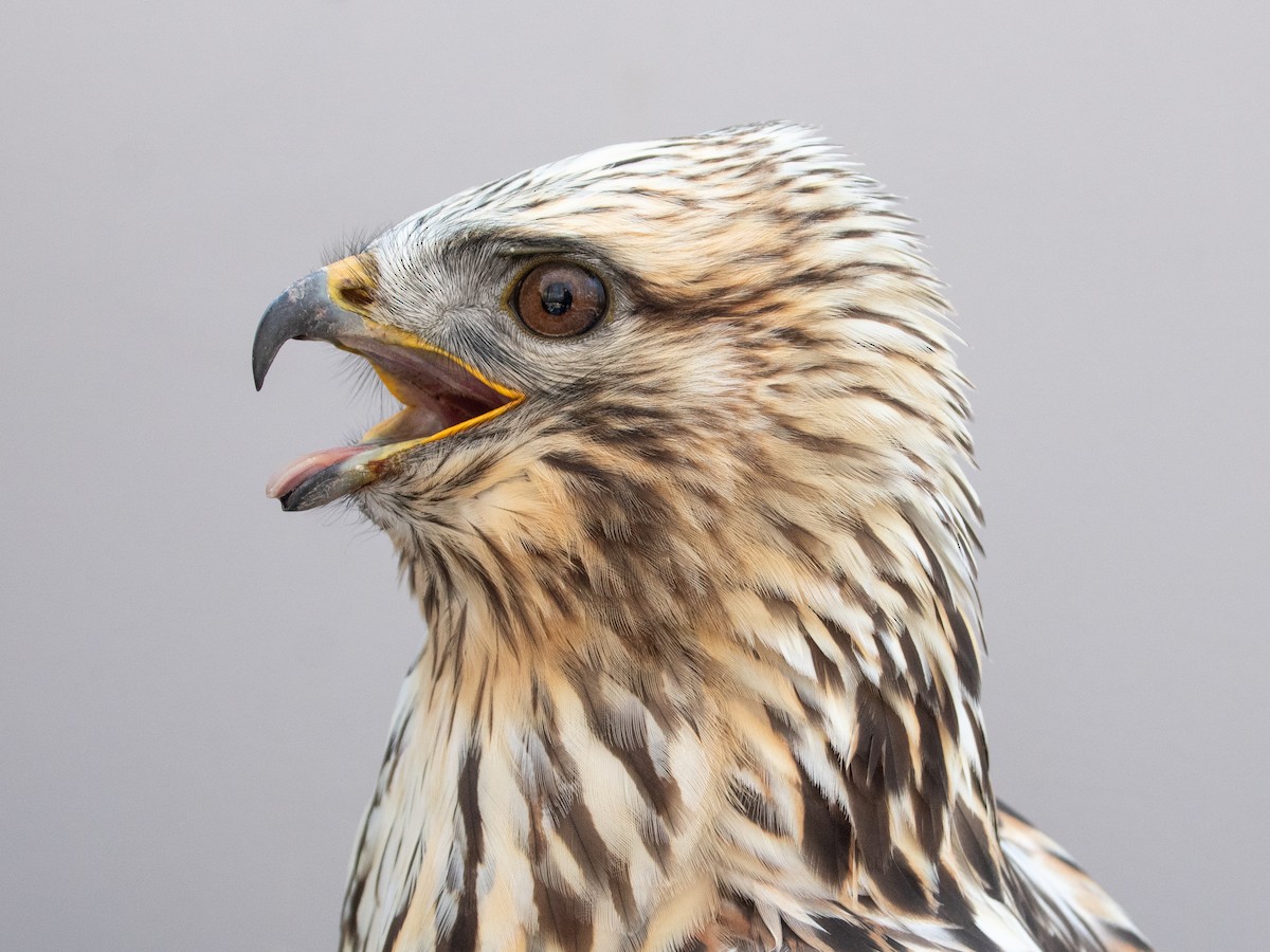 Paçalı Şahin - ML646766952