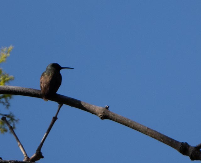 Berylline Hummingbird - ML646766956