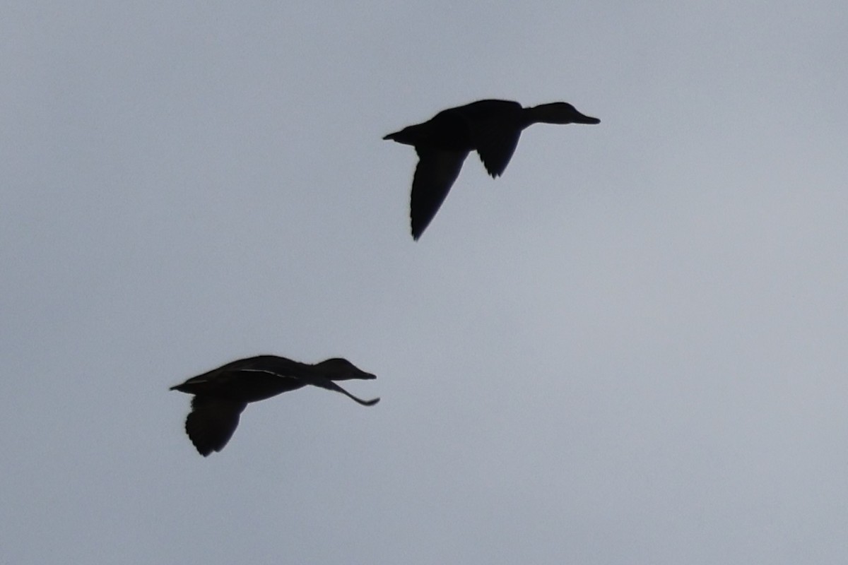 rødfotand - ML646766957