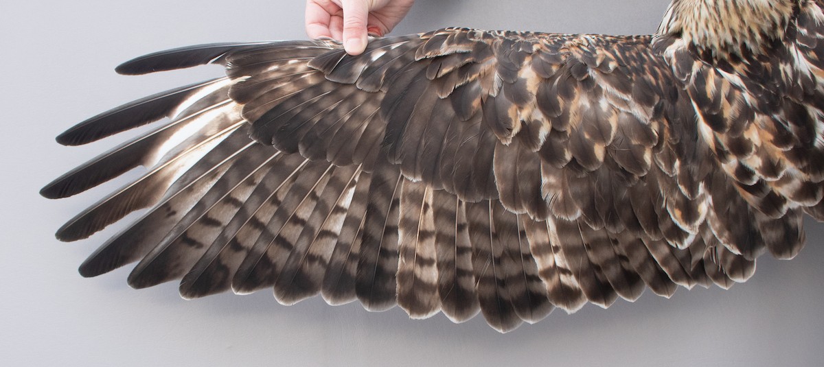 Paçalı Şahin - ML646766958