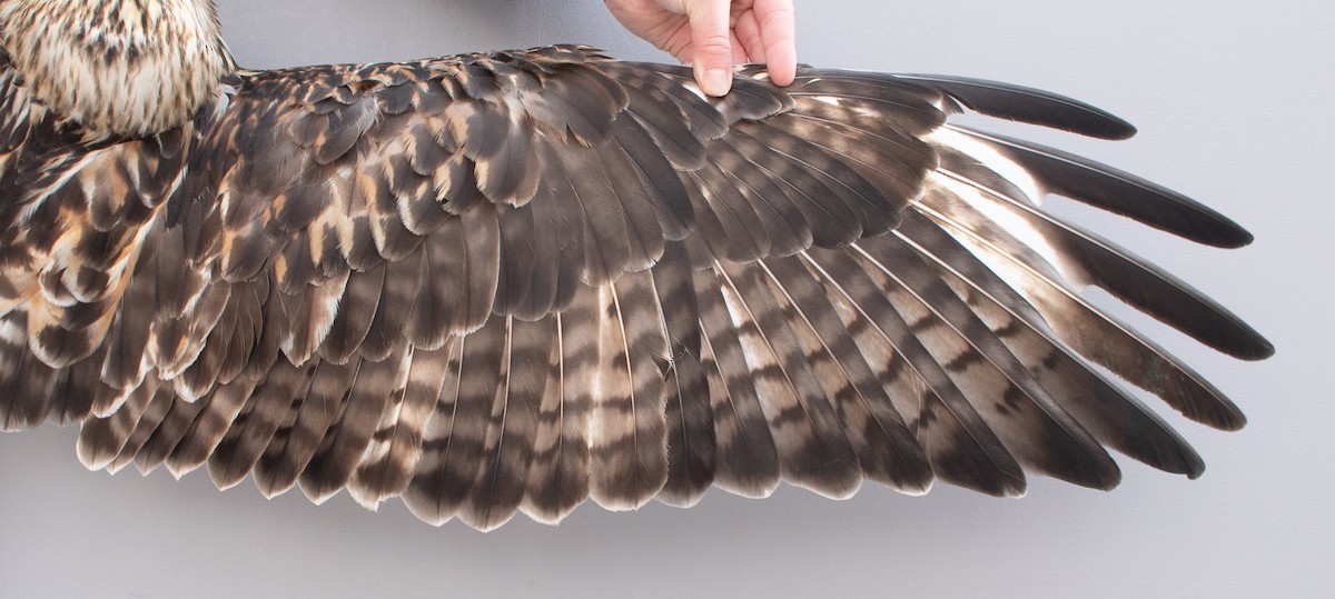 Paçalı Şahin - ML646766965