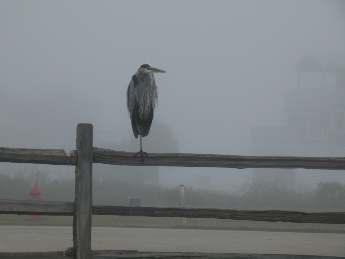 Garza Azulada - ML646766966