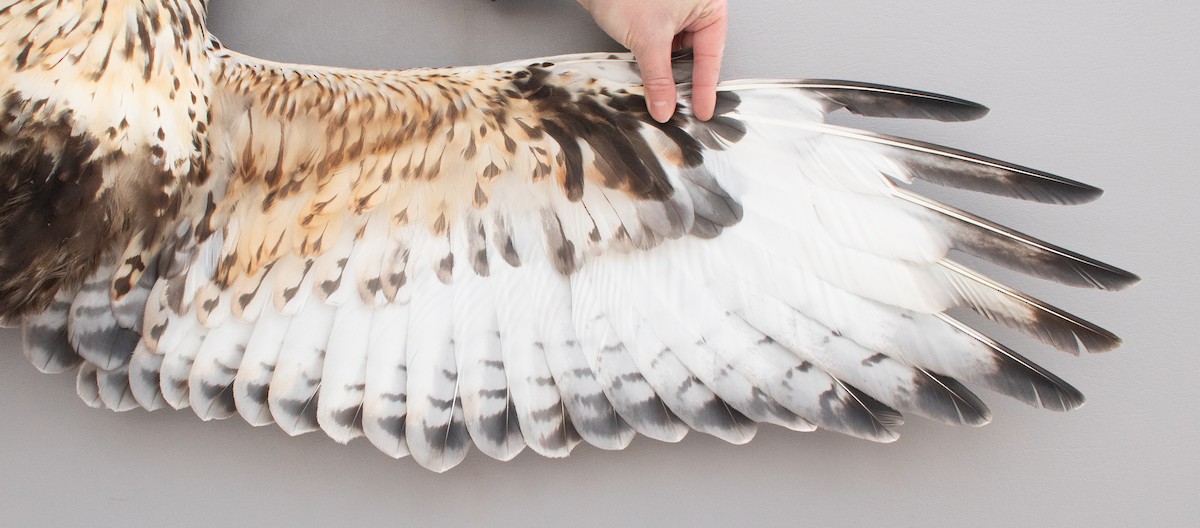 Paçalı Şahin - ML646766967