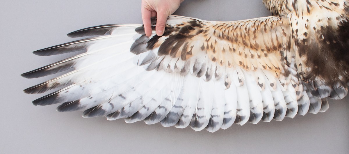 Paçalı Şahin - ML646766968