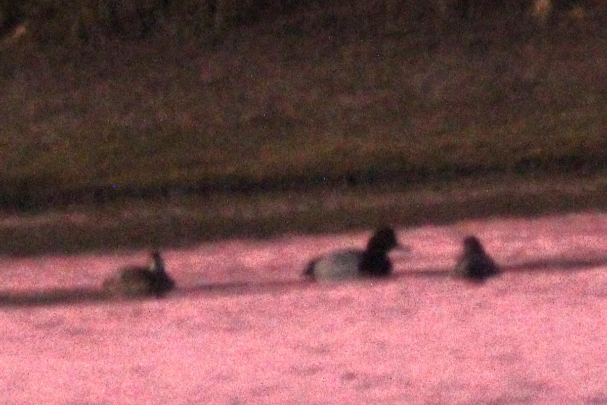 kobberhodeand - ML646766969