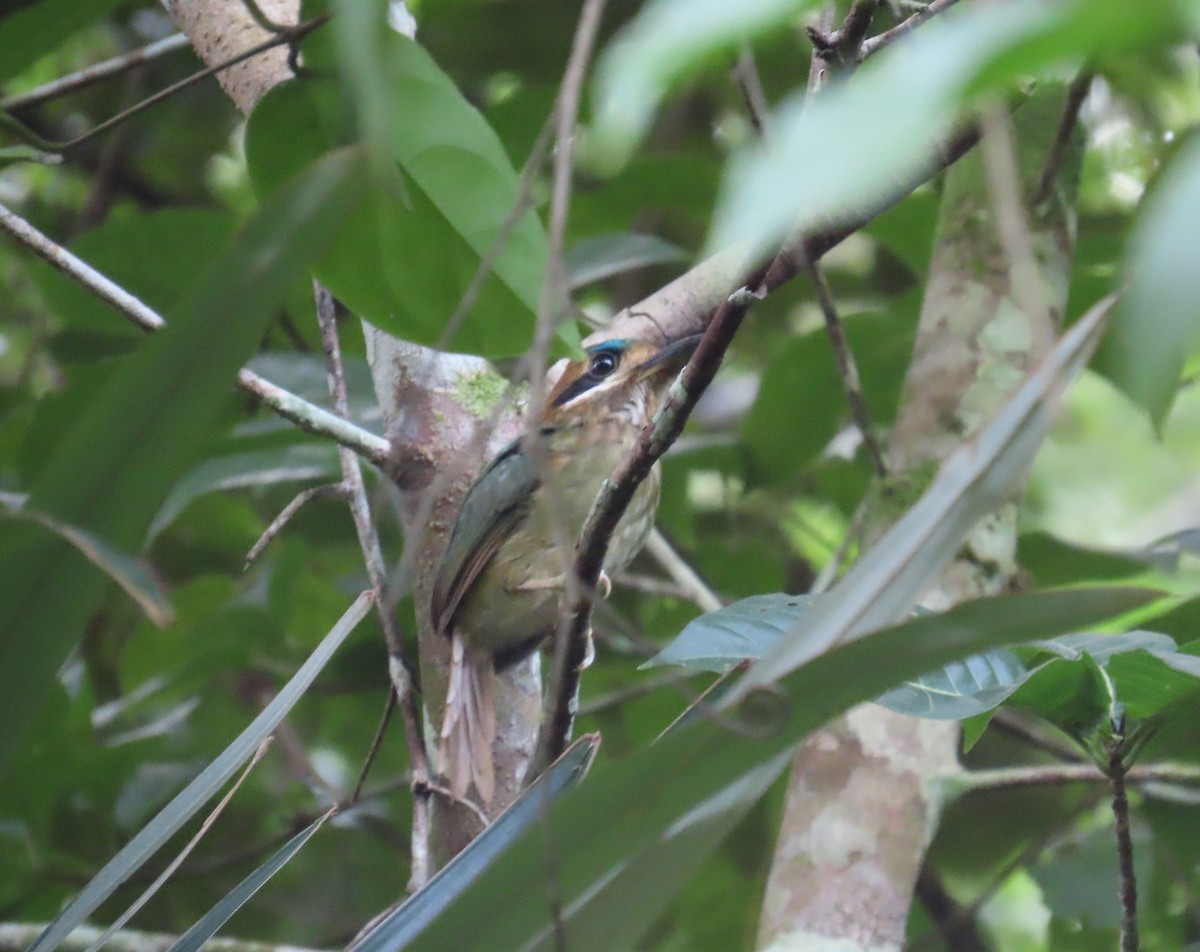 Tody Motmot - ML646766972