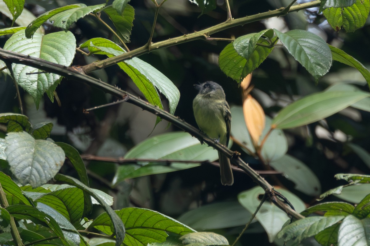 Marble-faced Bristle-Tyrant - ML646766973