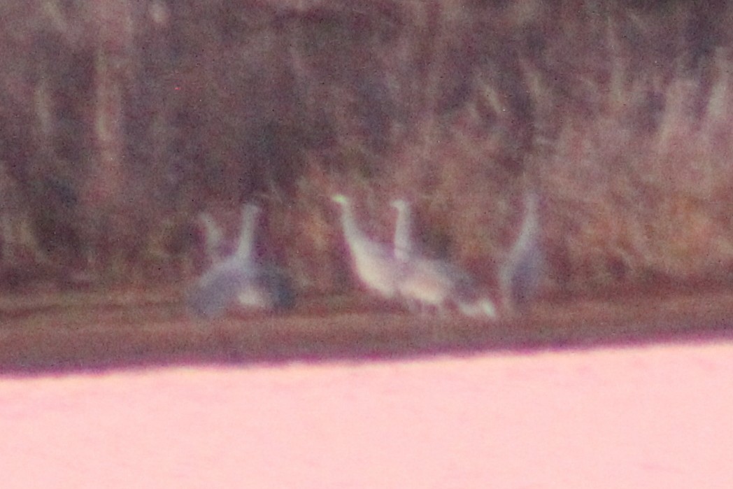 kanadatrane - ML646766975