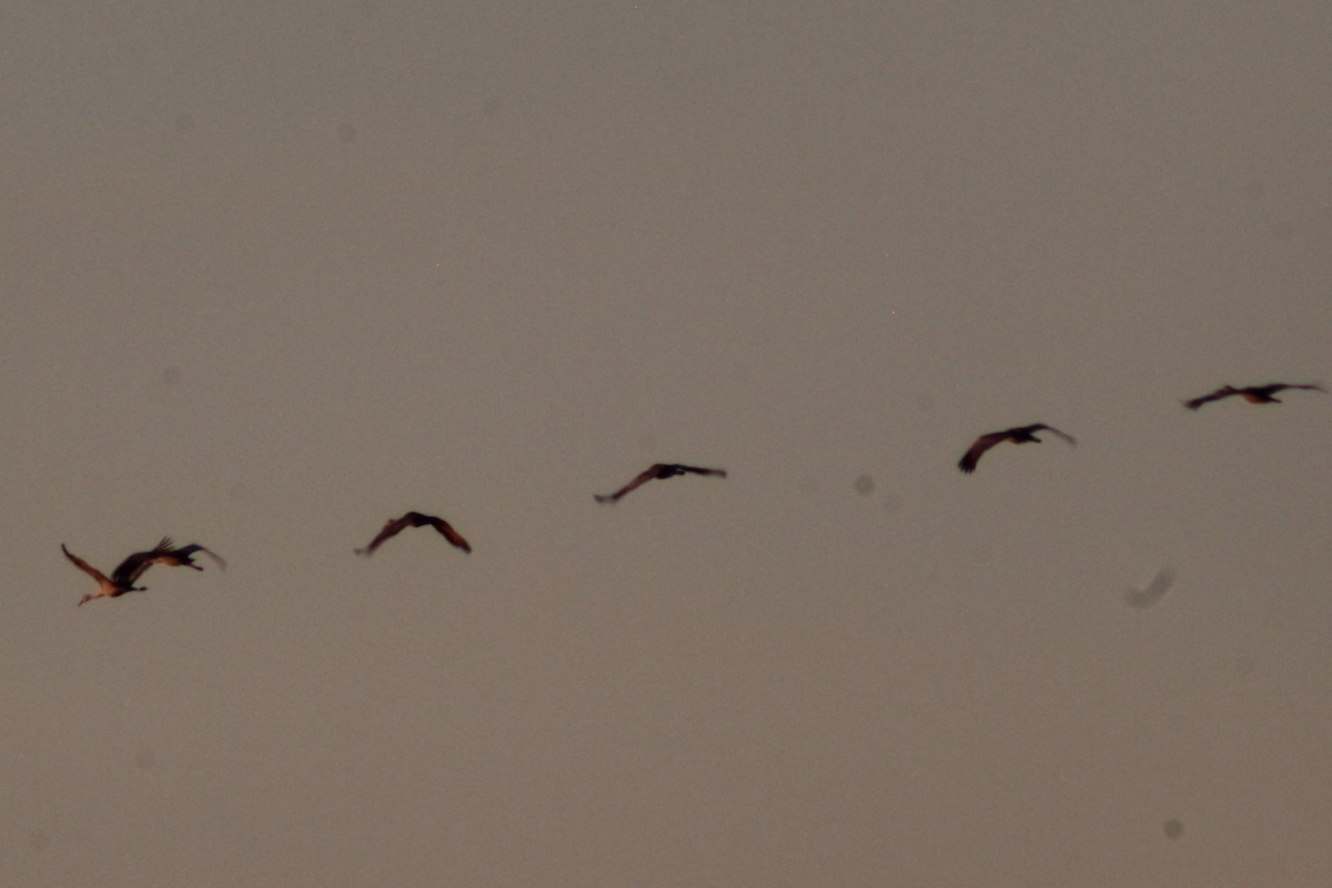 kanadatrane - ML646766976