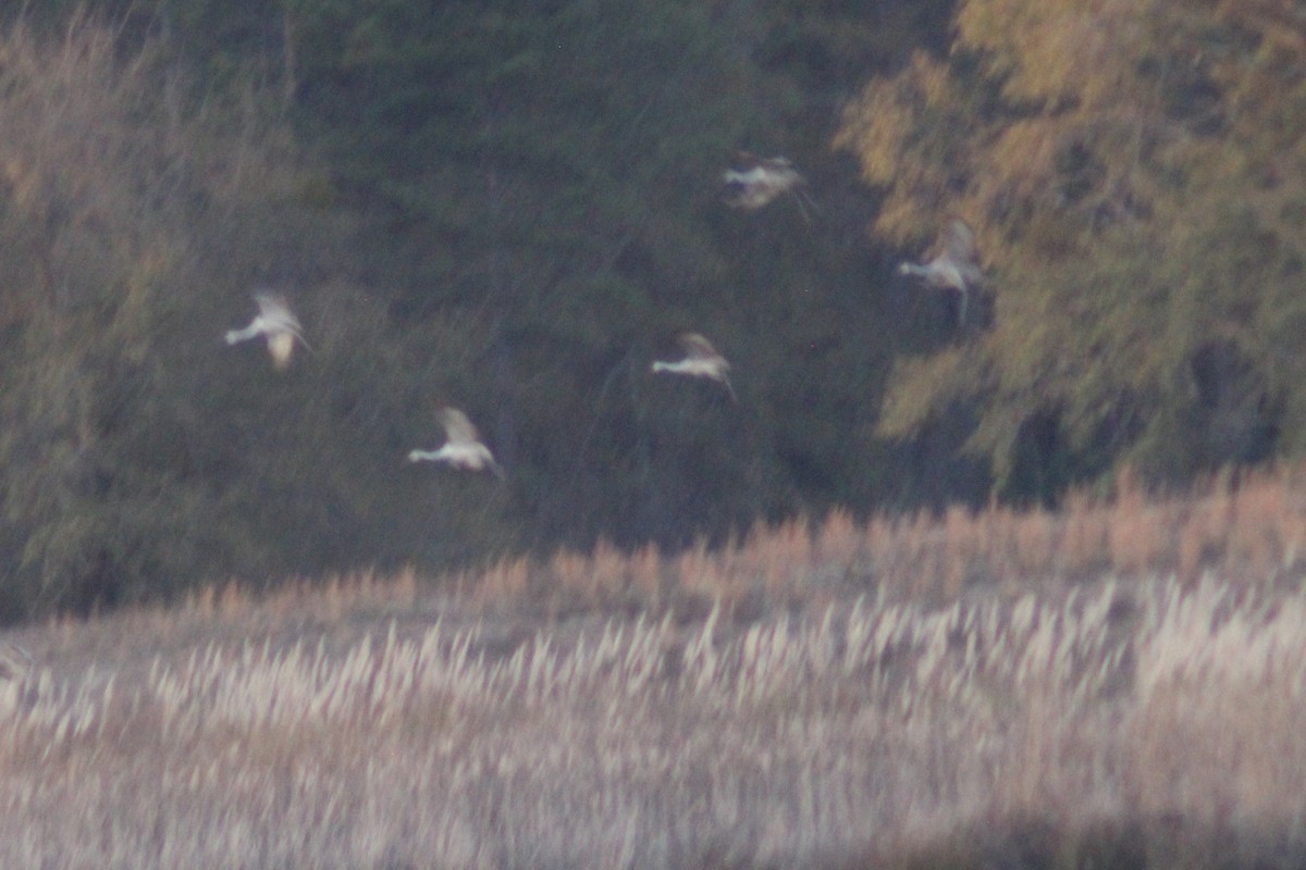 kanadatrane - ML646766977