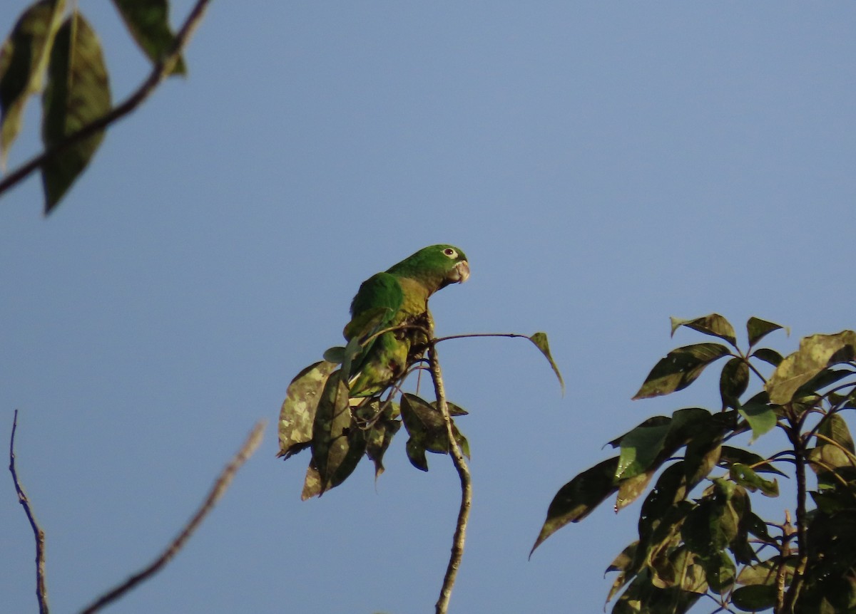 Olive-throated Parakeet - ML646766980