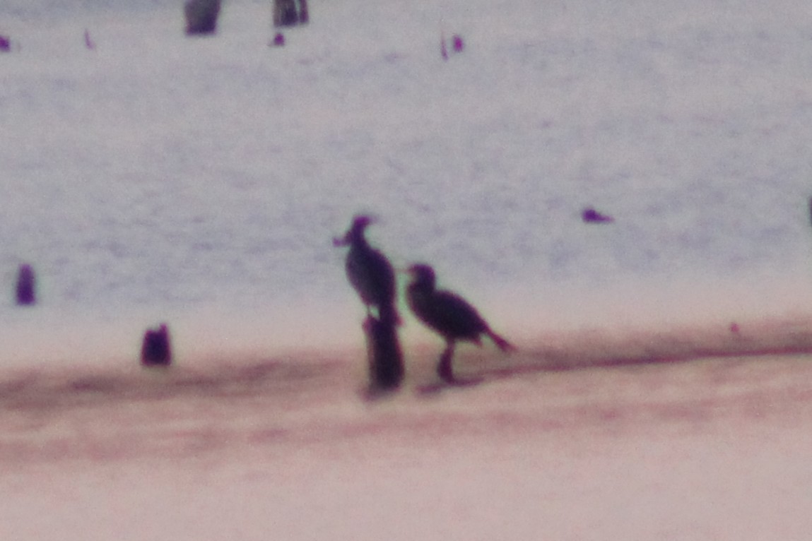 totoppskarv - ML646766981