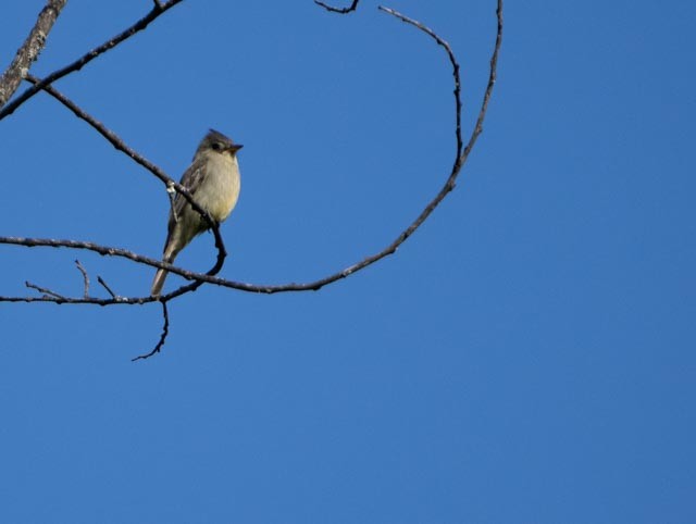 Greater Pewee - ML646766982
