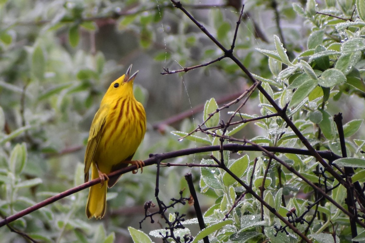 Goldwaldsänger - ML646766984