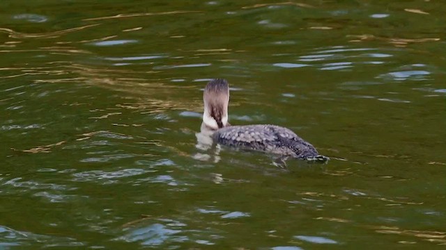 Черноклювая гагара - ML646766986