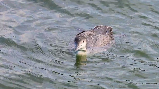 Черноклювая гагара - ML646766988