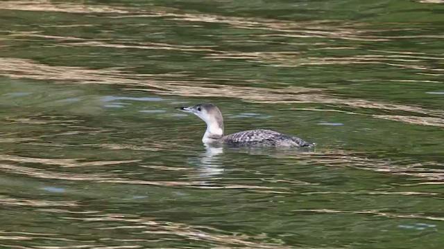 Черноклювая гагара - ML646766993