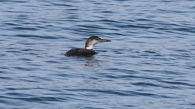 Черноклювая гагара - ML646766994