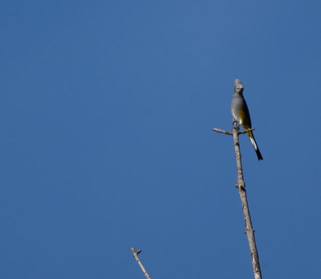 Gray Silky-flycatcher - ML646767000