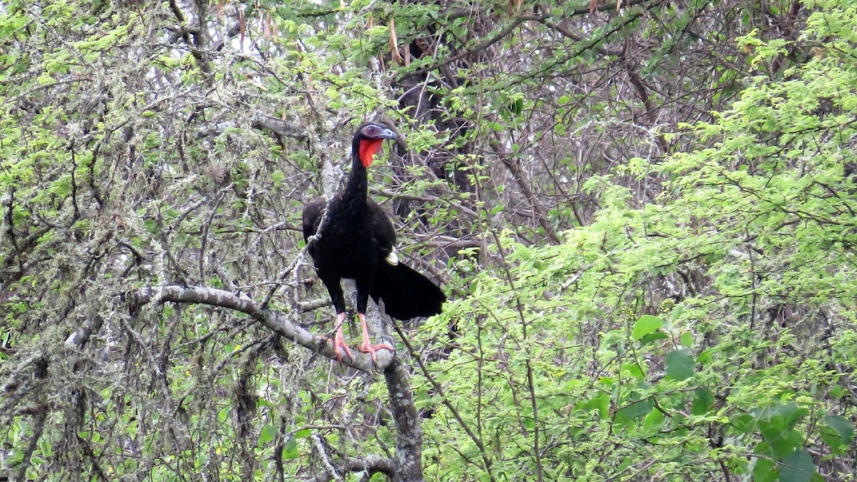 White-winged Guan - ML646767001