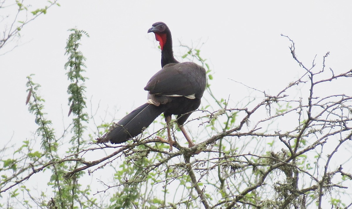 White-winged Guan - ML646767002