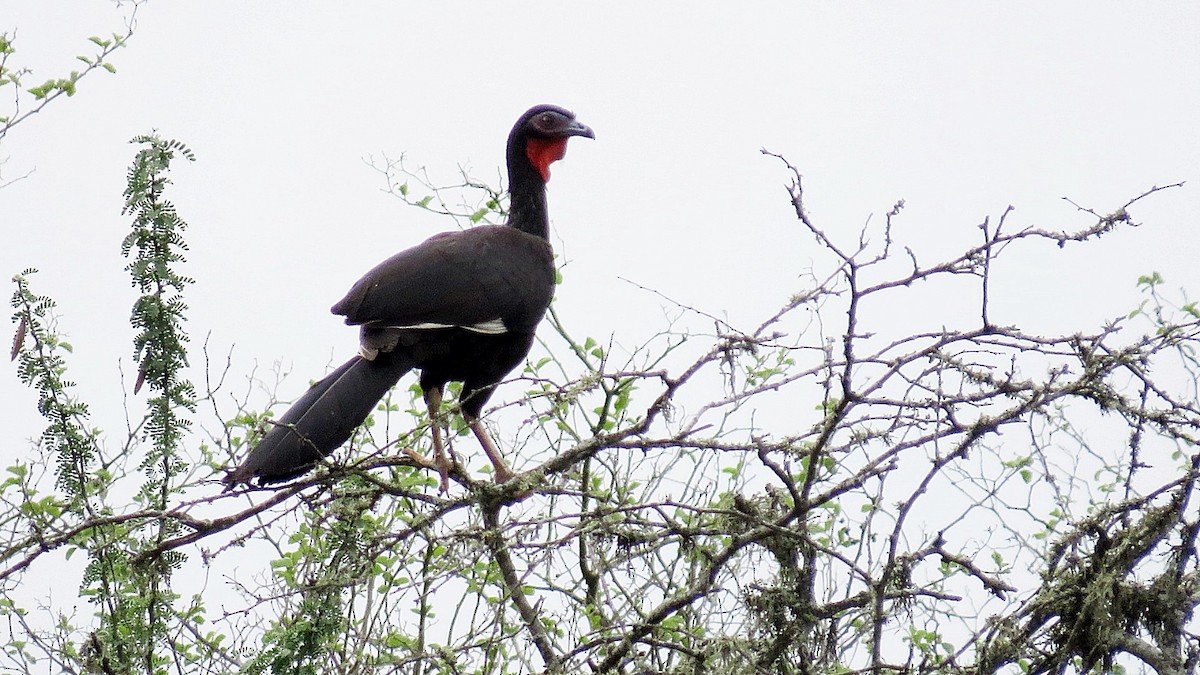 White-winged Guan - ML646767003