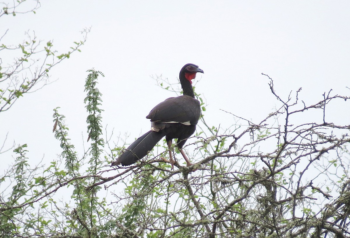 White-winged Guan - ML646767004
