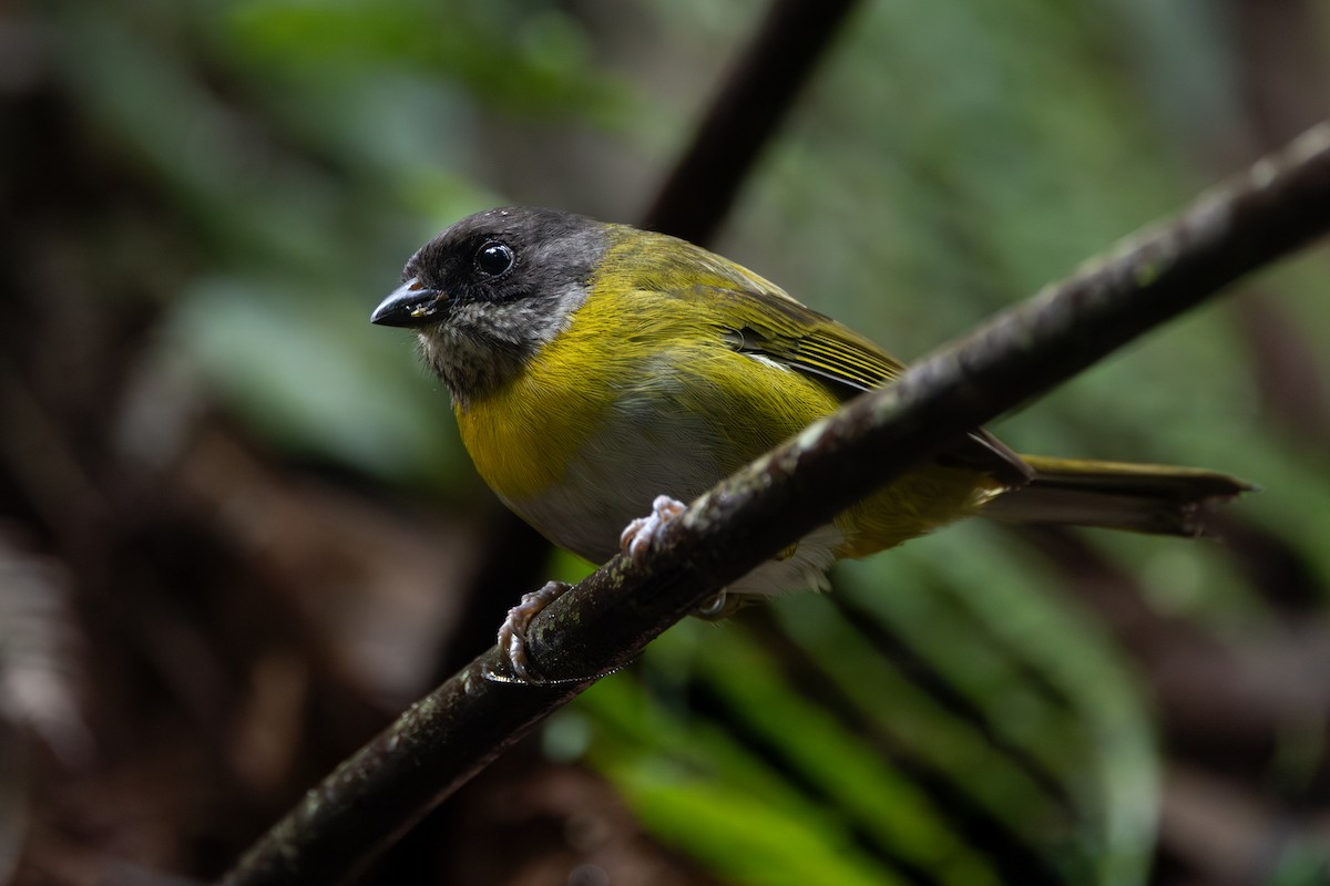 Common Chlorospingus - ML646767005