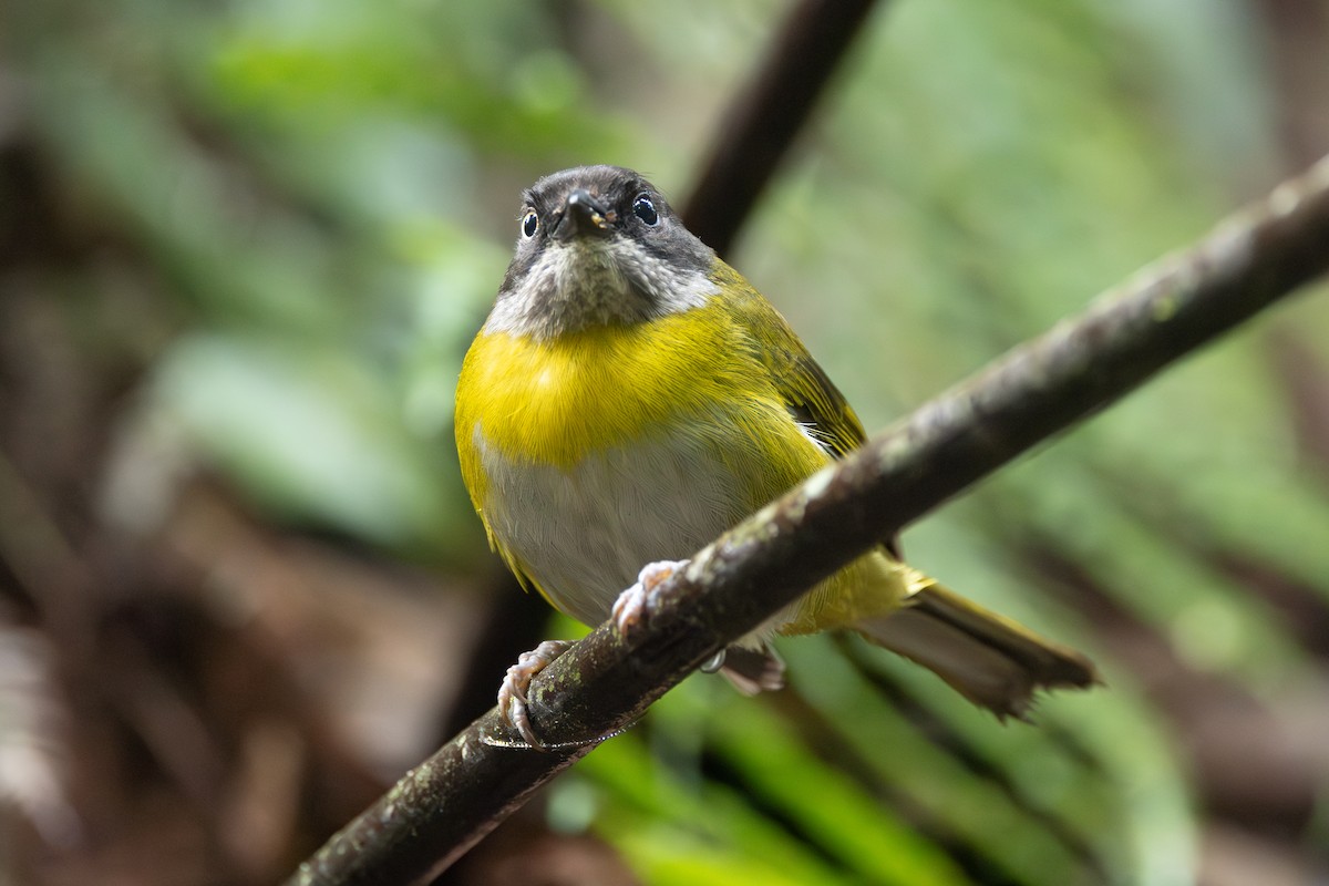 Common Chlorospingus - ML646767006