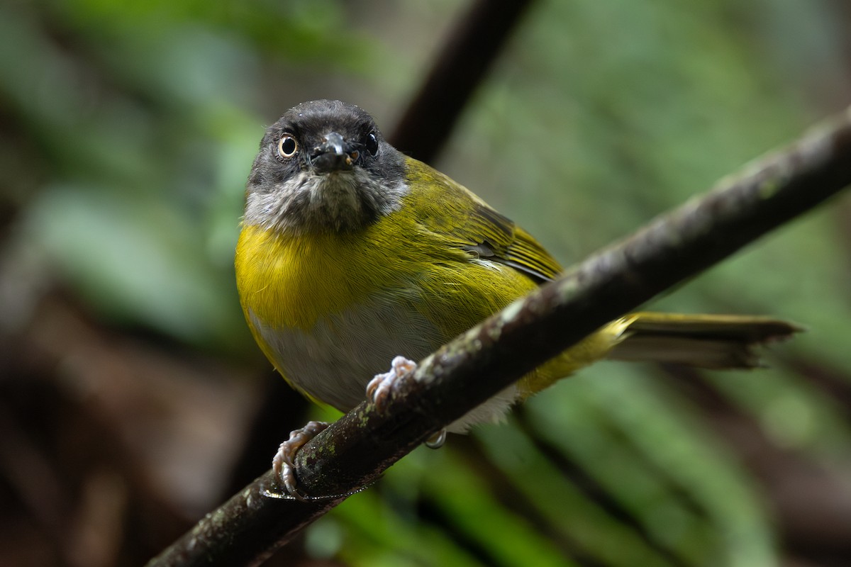 Common Chlorospingus - ML646767007