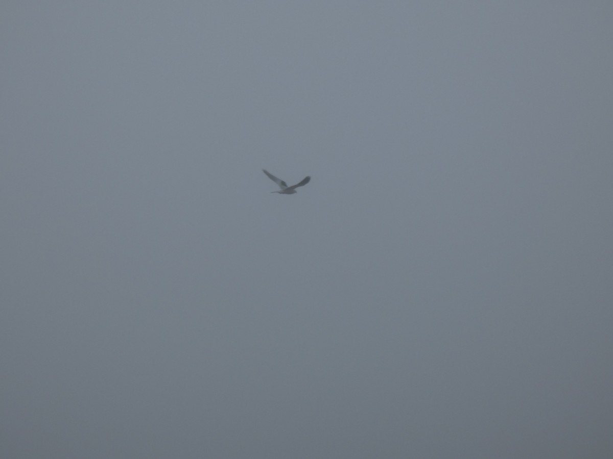 Elanio Maromero - ML646767008