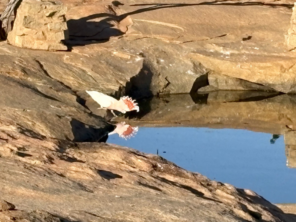 Inkakakadu - ML646767009